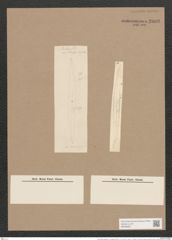 Pleurosigma angulatum var. elongatum (W.Sm.) V.H. (de-Toni-Nr.: Genus 13, Species 1001) Zeichnungen Sammlung Grunow Nr. 2008 (NHMW-BOT-W0368857)